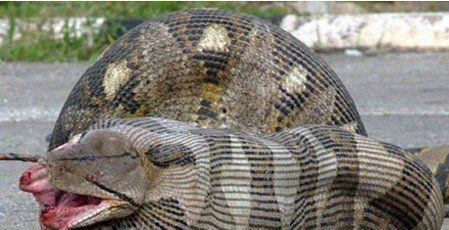 意外动物国产巨蟒视频,意外视频揭秘神秘生物瞬间