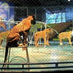 美国产小龙虎图片视频,探寻异国风情的神秘魅力